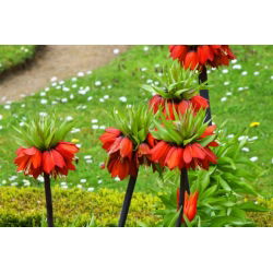 Fritillaria royalialis Rubra Maxima - Vương miện Rubra Maxima - củ / củ / rễ -  Fritillaria imperialis