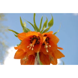 Fritillaria royalialis Aurora - Crown royalial Aurora - củ / củ / rễ - Fritillaria imperialis