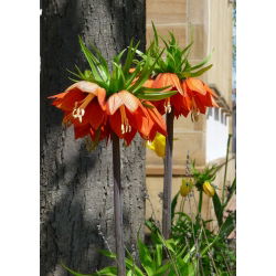 Fritillaria royalialis Aurora - Crown royalial Aurora - củ / củ / rễ - Fritillaria imperialis