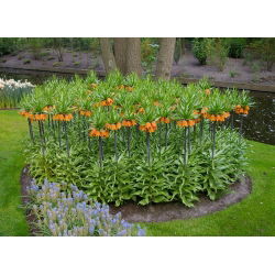 Fritillaria royalialis Aurora - Crown royalial Aurora - củ / củ / rễ - Fritillaria imperialis