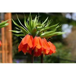 Fritillaria royalialis Aurora - Crown royalial Aurora - củ / củ / rễ - Fritillaria imperialis