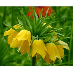 Fritillaria royalialis Lutea - Crown royalial Lutea - củ / củ / rễ - Fritillaria imperialis