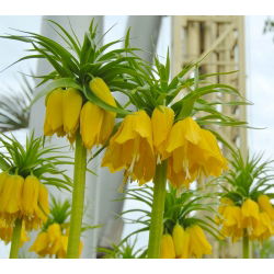 Fritillaria royalialis Lutea - Crown royalial Lutea - củ / củ / rễ - Fritillaria imperialis