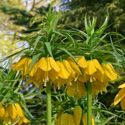 Fritillaria royalialis Lutea - Crown royalial Lutea - củ / củ / rễ - Fritillaria imperialis