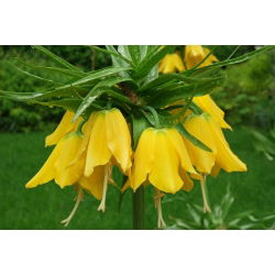 Fritillaria royalialis Lutea - Crown royalial Lutea - củ / củ / rễ - Fritillaria imperialis