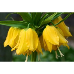 Fritillaria royalialis Lutea - Crown royalial Lutea - củ / củ / rễ - Fritillaria imperialis