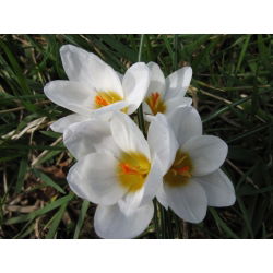 Crocus Ard Schenk - 10 bebawang