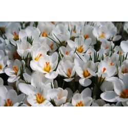 Crocus Ard Schenk - 10 bebawang