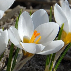 Crocus Ard Schenk - 10 bebawang