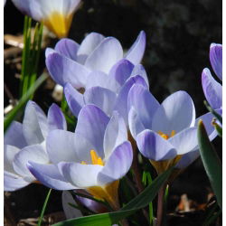 Crocus Blue Pearl - 10 bebawang