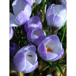Crocus Blue Pearl - 10 bebawang