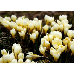 Crocus Cream Beauty - pakend 10 tk