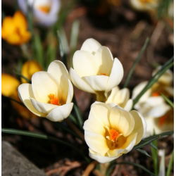 Crocus Cream Beauty - pakend 10 tk