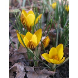 Crocus Fuscotinctus - pakend 10 tk - Crocus chrysanthus Fuscotinctus