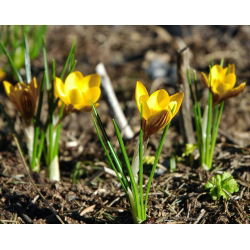 Crocus Gipsy Girl - 10 bebawang