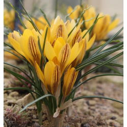 Crocus Gipsy Girl - 10 bebawang