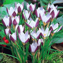 Crocus Lady Killer - 10 bebawang