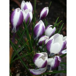 Crocus Lady Killer - 10 bebawang