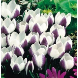 Crocus Lady Killer - 10 bebawang