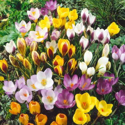 Крокус Мікс - 10 цибулин - Crocus Mix