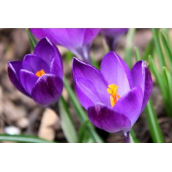 Crocus Ruby Giant - pakend 10 tk - Crocus tommasinianus Ruby Giant