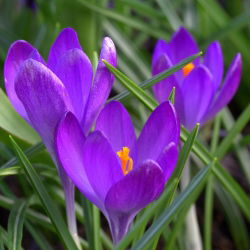 Crocus Ruby Giant - pakend 10 tk - Crocus tommasinianus Ruby Giant