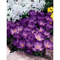 Crocus Ruby Giant - pakend 10 tk - Crocus tommasinianus Ruby Giant