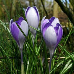 Crocus Vanguard - 10 bebawang