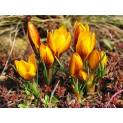 Crocus Zwanenburg Bronze - pakend 10 tk