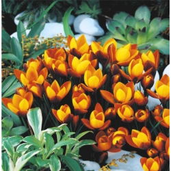 Crocus Zwanenburg Bronze - pakend 10 tk