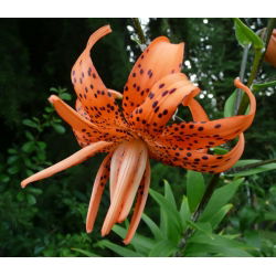 Лилиум, Лили Тигринум - булб / гомољ / коријен - Lilium Tigrinum