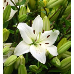 Lírio Asiático Branco - Lilium Asiatic White