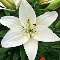 Lírio Asiático Branco - Lilium Asiatic White