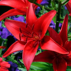 Lilium, Lily Asiatic Red - луковица / грудка / корен - Lilium