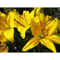 Lilium, Lily Asiatic Yellow - луковица / грудка / корен - Lilium Asiatic White