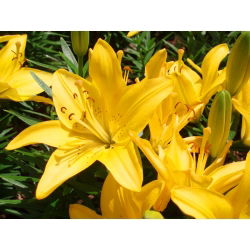 Lilium, Lily Asiatic Yellow - луковица / грудка / корен - Lilium Asiatic White