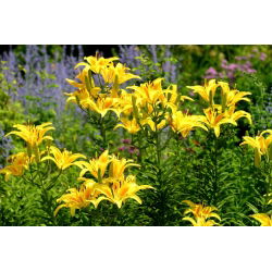 Lilium, Lily Asiatic Yellow - луковица / грудка / корен - Lilium Asiatic White