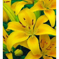 Lilium, Lily Asiatic Yellow - луковица / грудка / корен - Lilium Asiatic White