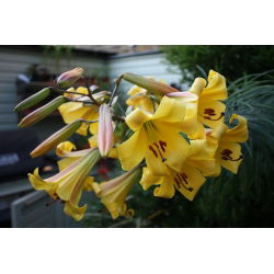 Liliom Golden Splendour - Lilium Golden Splendour