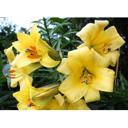 Liliom Golden Splendour - Lilium Golden Splendour