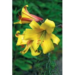 Liliom Golden Splendour - Lilium Golden Splendour