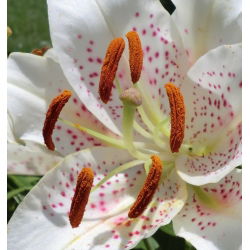Lilium, Lily Muscadet - cibule / hlíza / kořen - Lilium Muscadet