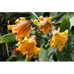 Liliom - African Queen - Lilium