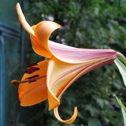 Liliom - African Queen - Lilium