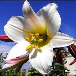 Liliom - Regale - Lilium