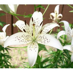 Lilium, Lily White Tiger - lukovica / gomolj / korijen - Lilium White Tiger