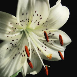 Lilium, Lily White Tiger - lukovica / gomolj / korijen - Lilium White Tiger