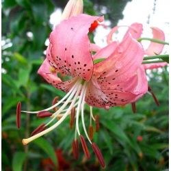 Lilium, Lily Pink Tiger - bebawang / umbi / akar - Lilium Pink Tiger