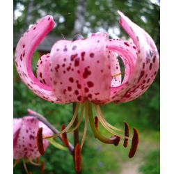 Lilium, Lily Pink Tiger - bebawang / umbi / akar - Lilium Pink Tiger
