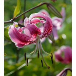 Lilium, Lily Pink Tiger - bebawang / umbi / akar - Lilium Pink Tiger